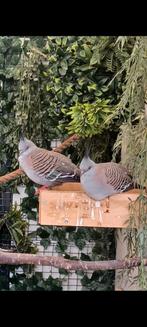 Australische kuifduiven, Dieren en Toebehoren, Vogels | Overige Vogels, Meerdere dieren, Geringd