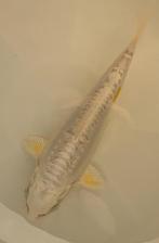 Hariwake Aoki Tosai 17-20cm prachtig wit en geel metallic, Vis, Zoetwatervis, Schoolvis