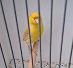 Isabel geel, Dieren en Toebehoren, Vogels | Kanaries, Mannelijk, Kleurkanarie