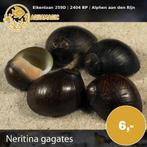 slak, Slak of Weekdier, Zoutwatervis