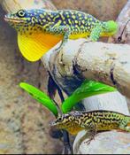 Anolis Trois Ilets, Slang