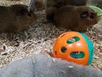 2 cavia zeugjes 3 maandjes jong, Dieren en Toebehoren, Cavia, December, Vrouwelijk, Tam