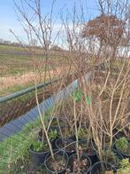 Krentenbomen te koop., Tuin en Terras, Planten | Bomen, Halfschaduw, Overige soorten, Ophalen