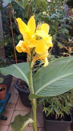 Gele Canna, Tuin en Terras, Planten | Tuinplanten, Vaste plant, Halfschaduw, Zomer, Ophalen