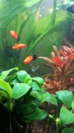 Gratis jonge Platy's