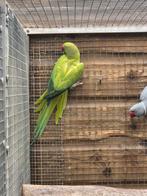 Te koop een heel mooi koppel halsbandparkieten, Meerdere dieren, Parkiet, Geringd