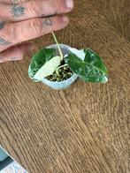 Alocasia frydek variegata en gageana aurea babys, Ophalen, Overige soorten, Minder dan 100 cm