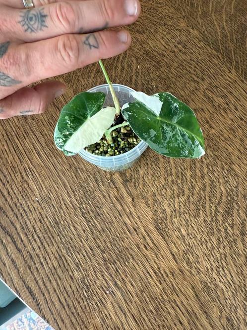 Alocasia frydek variegata en gageana aurea babys, Huis en Inrichting, Kamerplanten, Overige soorten, Minder dan 100 cm, Ophalen