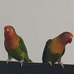 Koppel Agapornis Fischeri, Dieren en Toebehoren, Vogels | Parkieten en Papegaaien, Meerdere dieren, Dwergpapegaai of Agapornis