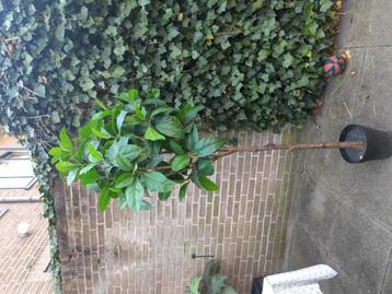 Artificial Tree beschikbaar voor biedingen