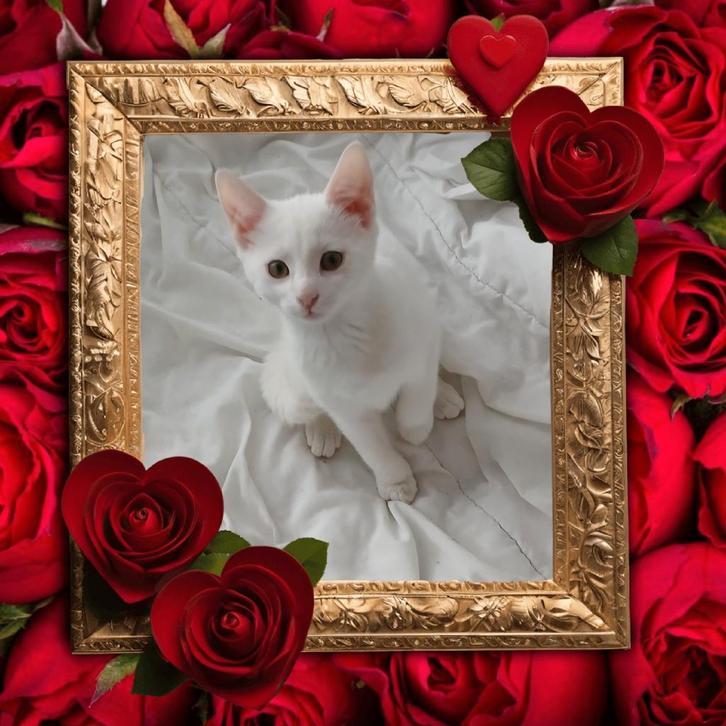 Mix Khaomanee♥️Mainecoon, Dieren en Toebehoren, Katten en Kittens | Raskatten | Korthaar, Meerdere dieren