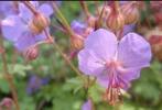 Zaden Ooievaarsbek - Geranium Macrorrhizum, Verzenden, Voorjaar, Volle zon, Zaad