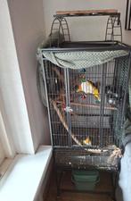 Caique, Dieren en Toebehoren, Meerdere dieren, Papegaai