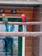 Te koop een ovj Stanley rossella man, Dieren en Toebehoren, Vogels | Parkieten en Papegaaien, Mannelijk, Parkiet, Geringd