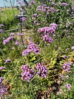 Gratis verbena paars, nu planten. is volgend jaar tuin vol, Ophalen, Zomer, Overige soorten, Volle zon
