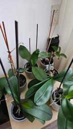 6 orchideeën voor €15, Ophalen, Halfschaduw, Minder dan 100 cm