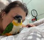 Lieve tamme caique inclusief vogelkooi, Dieren en Toebehoren, Vogels | Parkieten en Papegaaien, Geslacht onbekend, Dwergpapegaai of Agapornis