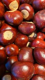 WILDE KASTANJES VAN AESCULUS X CARNEA BRIOTII, Diversen, Levensmiddelen, Ophalen of Verzenden