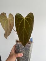 Anthurium Noid (Pap X), Huis en Inrichting, Ophalen of Verzenden, Overige soorten, Minder dan 100 cm