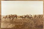 Heide ploegen in 1920 bijzondere foto met Peter van Emst, Ophalen of Verzenden, Voor 1940