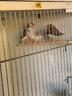 15 Zebravinken jong en oud, Dieren en Toebehoren, Meerdere dieren