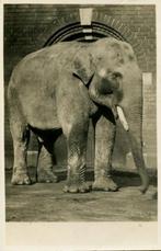 AMSTERDAM SET1 Partij van 10 kaarten. 0.a. ARTIS Molen, Ophalen of Verzenden, 1920 tot 1940, Noord-Holland