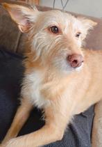 Lieve knuffelhond Bo (in NL), 6 jaar of ouder, Parvo, Handelaar, Buitenland