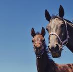 Pension stalling aangeboden, Dieren en Toebehoren, Stalling en Weidegang, Stalling