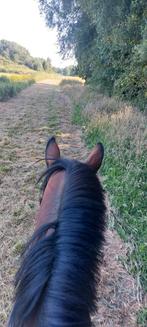 Gezocht, stalling omgeving woerden voor merrie, Dieren en Toebehoren, Stalling