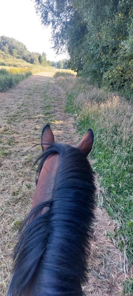 Gezocht, stalling omgeving woerden voor merrie, Dieren en Toebehoren, Stalling en Weidegang, Stalling