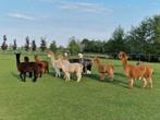 Drachtige Alpaca merries. Onder andere Grijze, Dieren en Toebehoren, Overige Dieren, Vrouwelijk, Voor 1 juli 2024