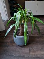 Yucca kamerplant met pot, Huis en Inrichting, Kamerplanten, Ophalen, In pot, Halfschaduw