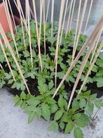 Rode roma tomaten, Ophalen, Volle zon, Groenteplanten, Eenjarig