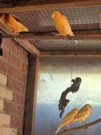 3 geel/oranje kanaries., Dieren en Toebehoren, Vogels | Kanaries, Meerdere dieren, Kleurkanarie
