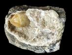 CALCIET kristal in kwarts holte uit België., Ophalen of Verzenden, Mineraal