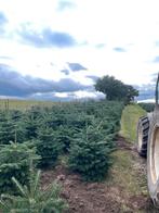 Nordmann / A kwaliteit/ B kwaliteit /groothandel/particulier, Tuin en Terras, Overige soorten, Zomer, Ophalen, Volle zon