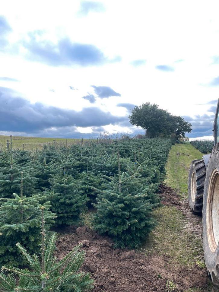 Nordmann / A kwaliteit/ B kwaliteit /groothandel/particulier, Tuin en Terras, Planten | Bomen, Overige soorten, Volle zon, Zomer