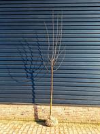 Morus nigra 🌳 zwarte moerbei, Ophalen