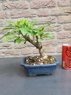 Bonsai forsynthia, Ophalen of Verzenden, Volle zon, Overige soorten, Minder dan 100 cm