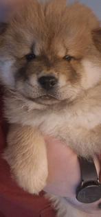 Chow chow puppy reutje te koop, België, Particulier, Reu, 8 tot 15 weken