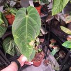 Anthurium Queremalense (2), Ophalen of Verzenden, Halfschaduw, Minder dan 100 cm