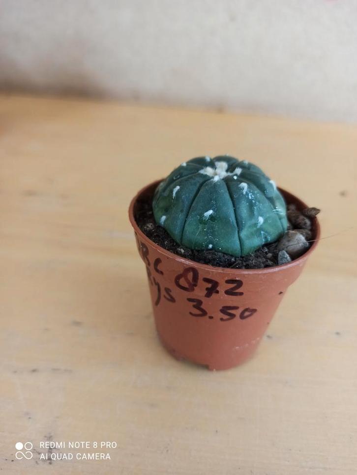 Astrophytum asterias potmaat 5.5 nummer C872, Huis en Inrichting, Kamerplanten, Minder dan 100 cm, Halfschaduw, Ophalen of Verzenden
