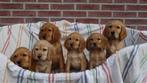 Golden Cocker pups (Golden retriever x engelse Cocker ), Dieren en Toebehoren, Honden | Niet-rashonden, Nederland, CDV (hondenziekte)