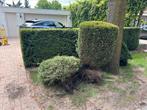struiken / planten GRATIS afhalen, Ophalen, Overige soorten, Minder dan 100 cm