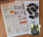 uilenballen braakballen set, Verzamelen, Dierenverzamelingen, Ophalen of Verzenden, Nieuw, Vogel, Overige typen