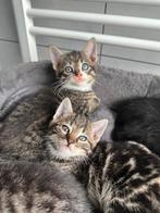 Kittens poesjes/katertjes, Dieren en Toebehoren, Katten en Kittens | Overige Katten, Meerdere dieren, Kortharig, 0 tot 2 jaar