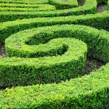 Buxus haagplanten beschikbaar voor biedingen