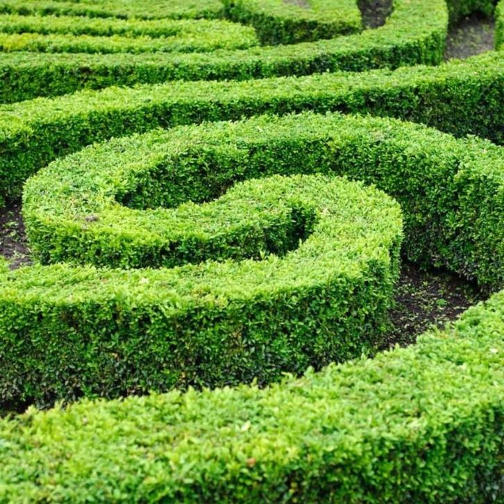Buxus haagplanten, Tuin en Terras, Planten | Struiken en Hagen, Haag, Buxus, Minder dan 100 cm, Ophalen of Verzenden