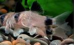 Corydoras Panda ML eigen nakweek, Dieren en Toebehoren, Vissen | Aquariumvissen, Zoetwatervis, Schoolvis, Vis