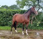 4 jarige E pony, Dieren en Toebehoren, Pony's, Merrie, E pony (1.48m - 1.57m), 3 tot 6 jaar